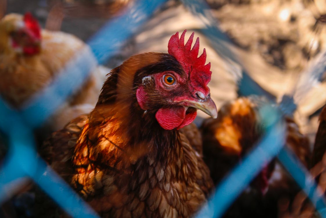 Bird flu could increase price of chicken 